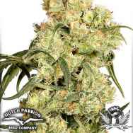 Dutch Passion Seeds Freddy's Best